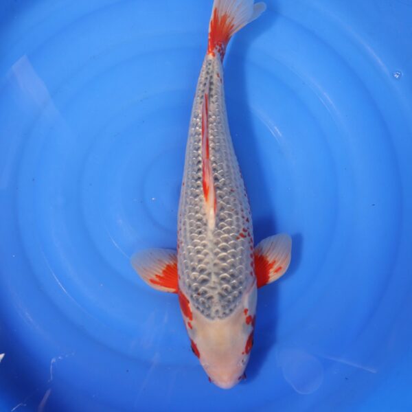 Carpe koi japonaise asagi ginrin (4217)