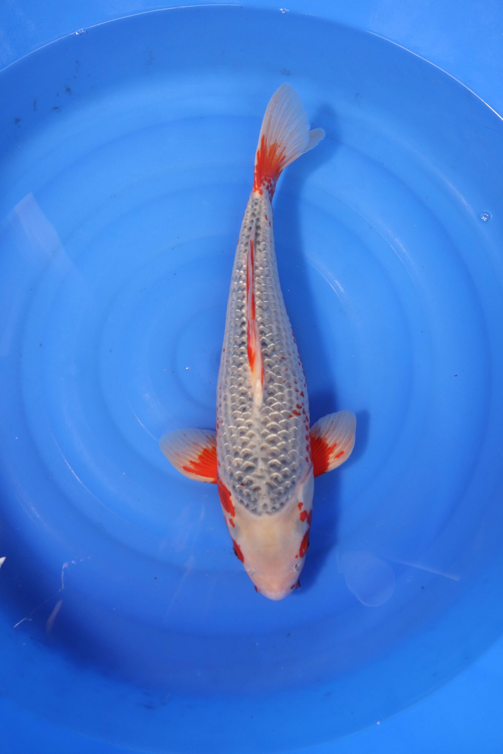Carpe koi japonaise asagi ginrin (4217)