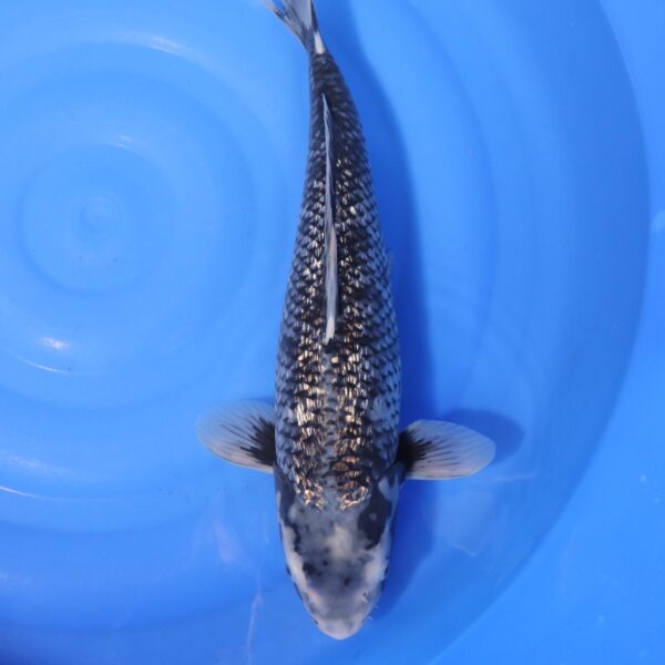 Carpe koi Matsukawabake – Matsukawabake Ginrin 46cm (4221)