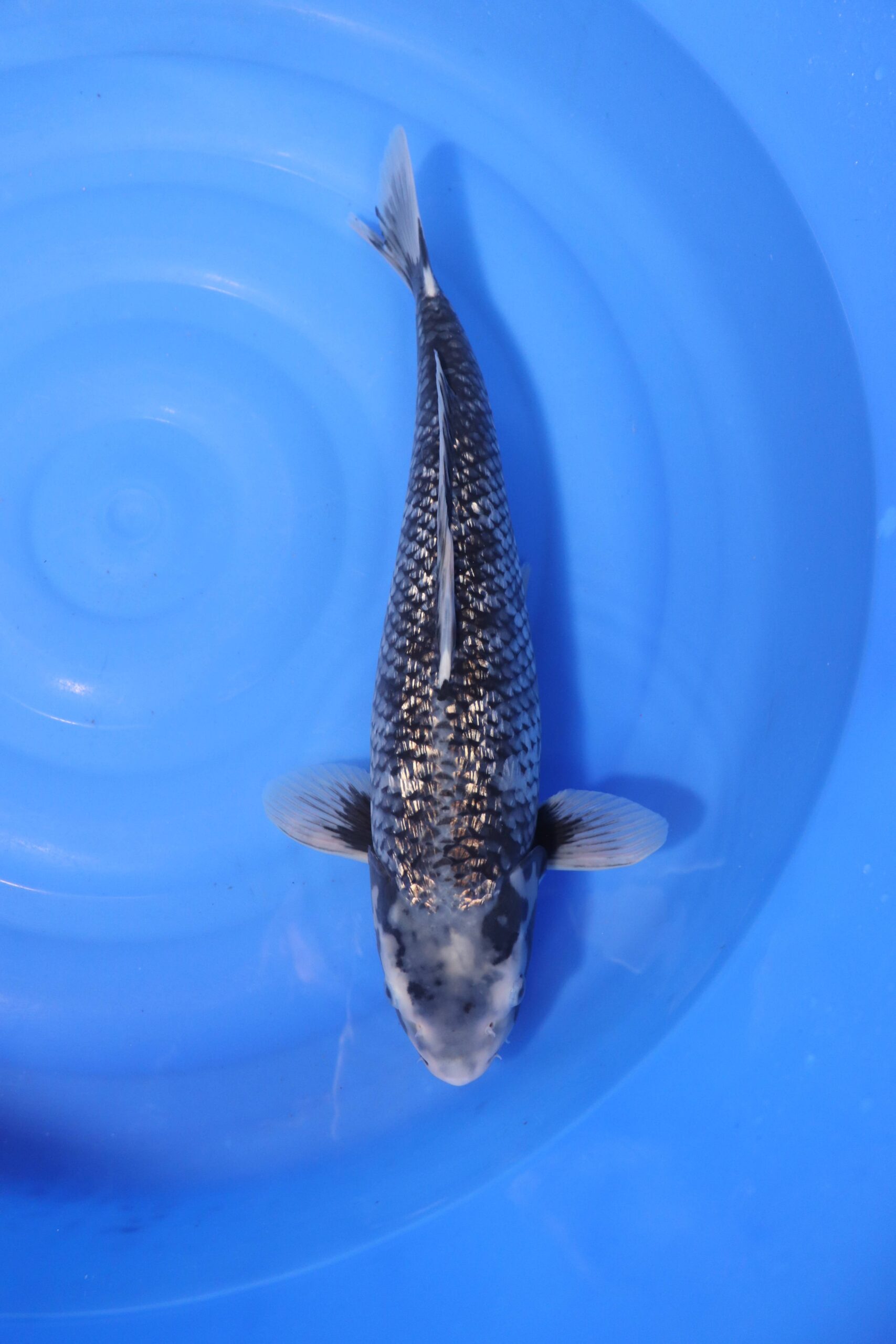 Carpe koi japonaise matsukawabake ginrin (4221)