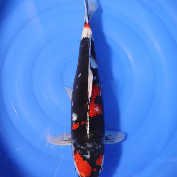 Carpe koi Showa – Showa 51cm (4227)