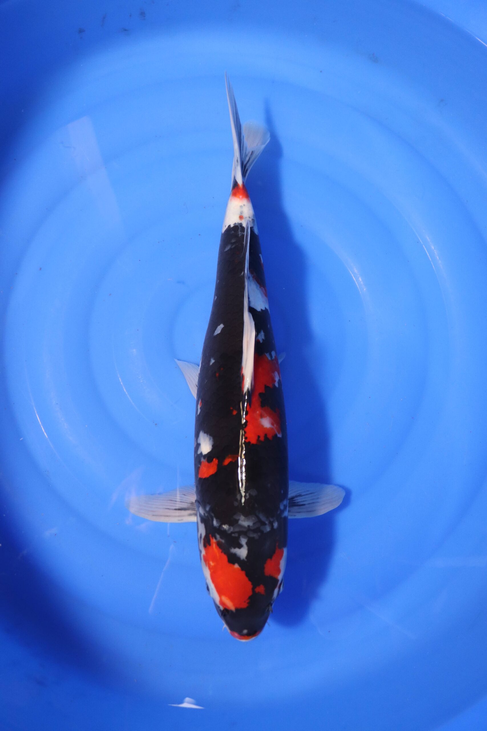 Carpe koi japonaise showa (4227)