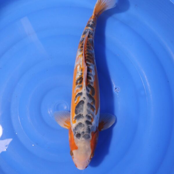 Carpe koi Shusui – Ki shusui 46cm (4230)