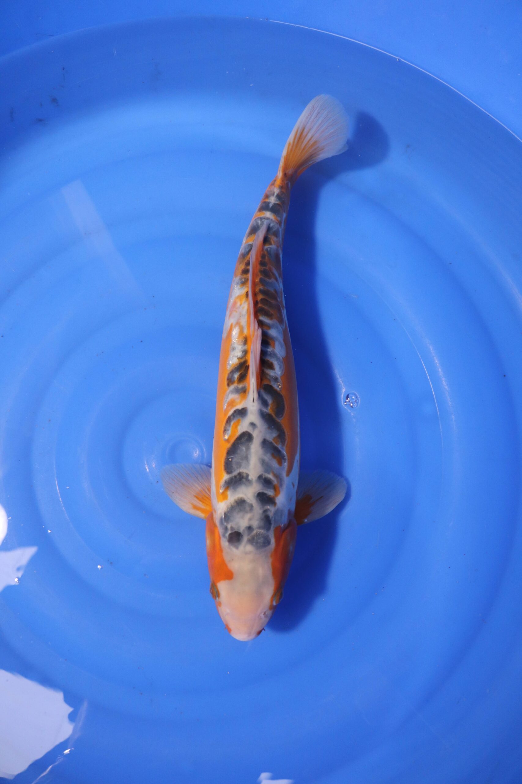 Carpe koi japonaise ki shusui (4230)