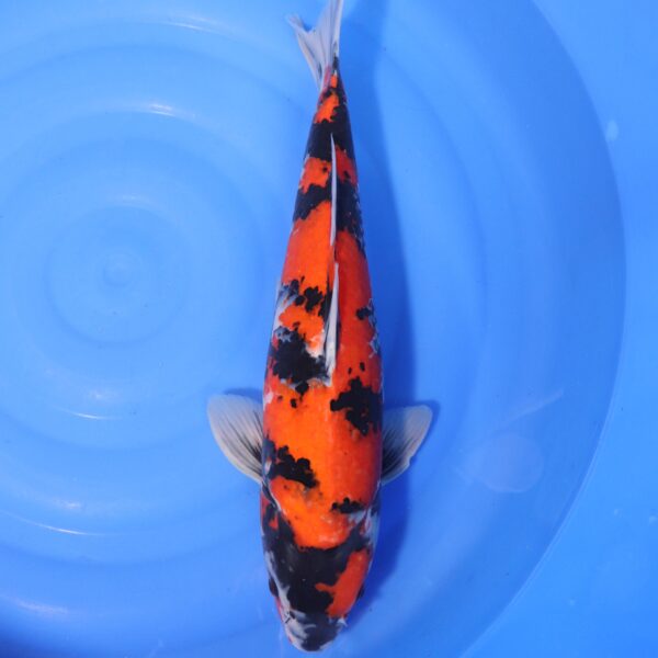Carpe koi Showa – Hi Showa 51cm (4234)