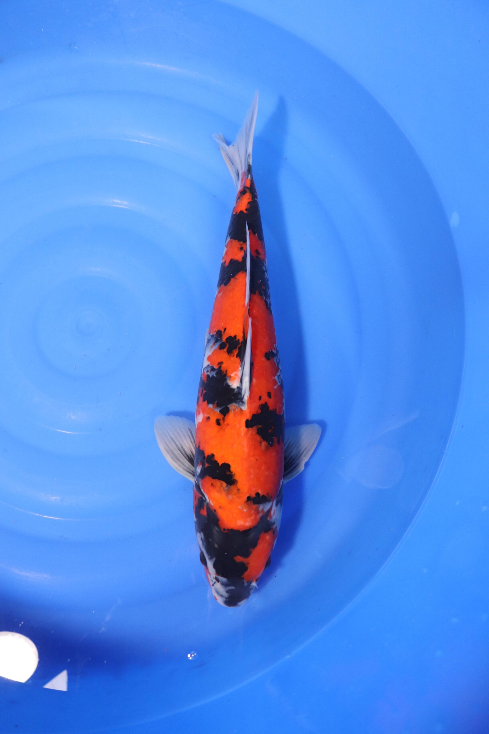 Carpe koi japonaise hi showa (4234)