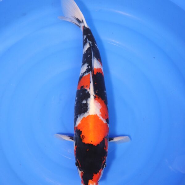 Carpe koi Showa – Showa 51cm (4238)
