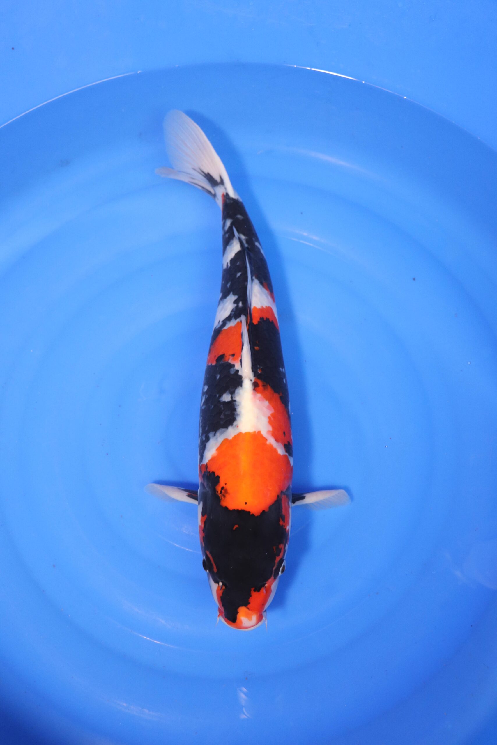 Carpe koi japonaise Showa (4238)
