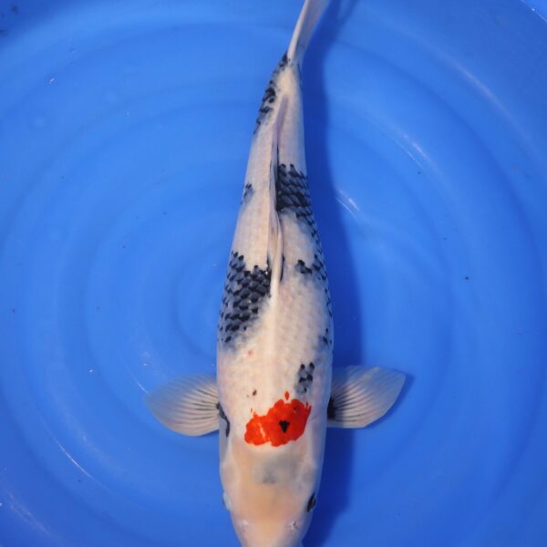Carpe koi Showa – Showa 56cm (4242)