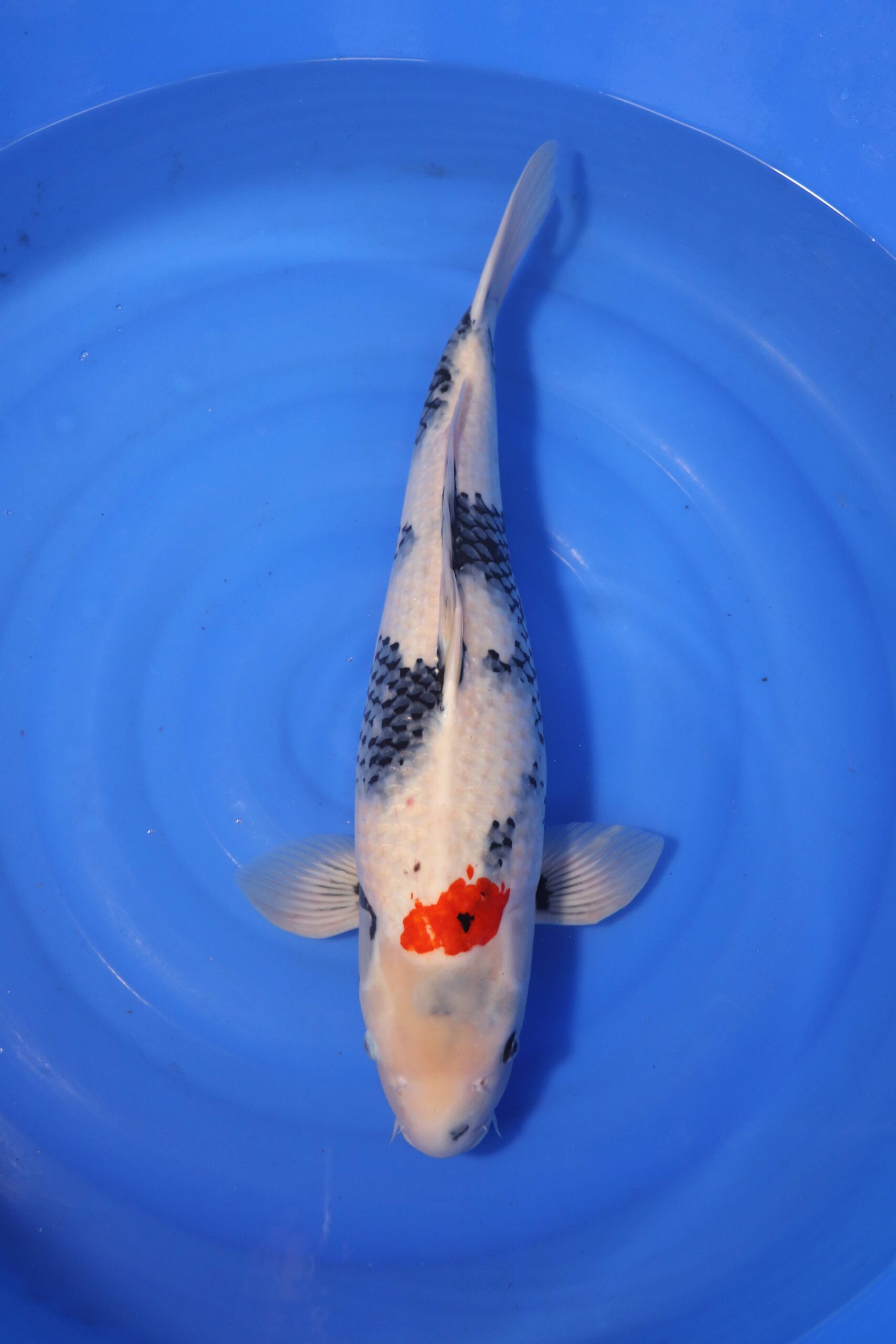 Carpe koi japonaise showa (4242)