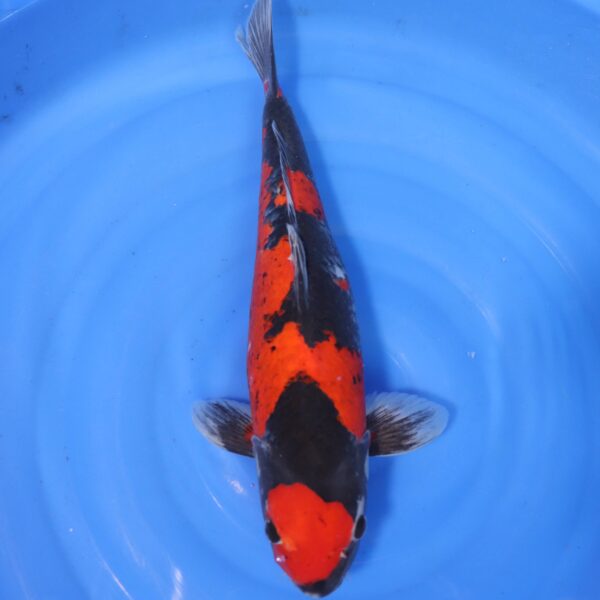 Carpe koi Goshiki – Kuro Goshiki 45cm (4246)