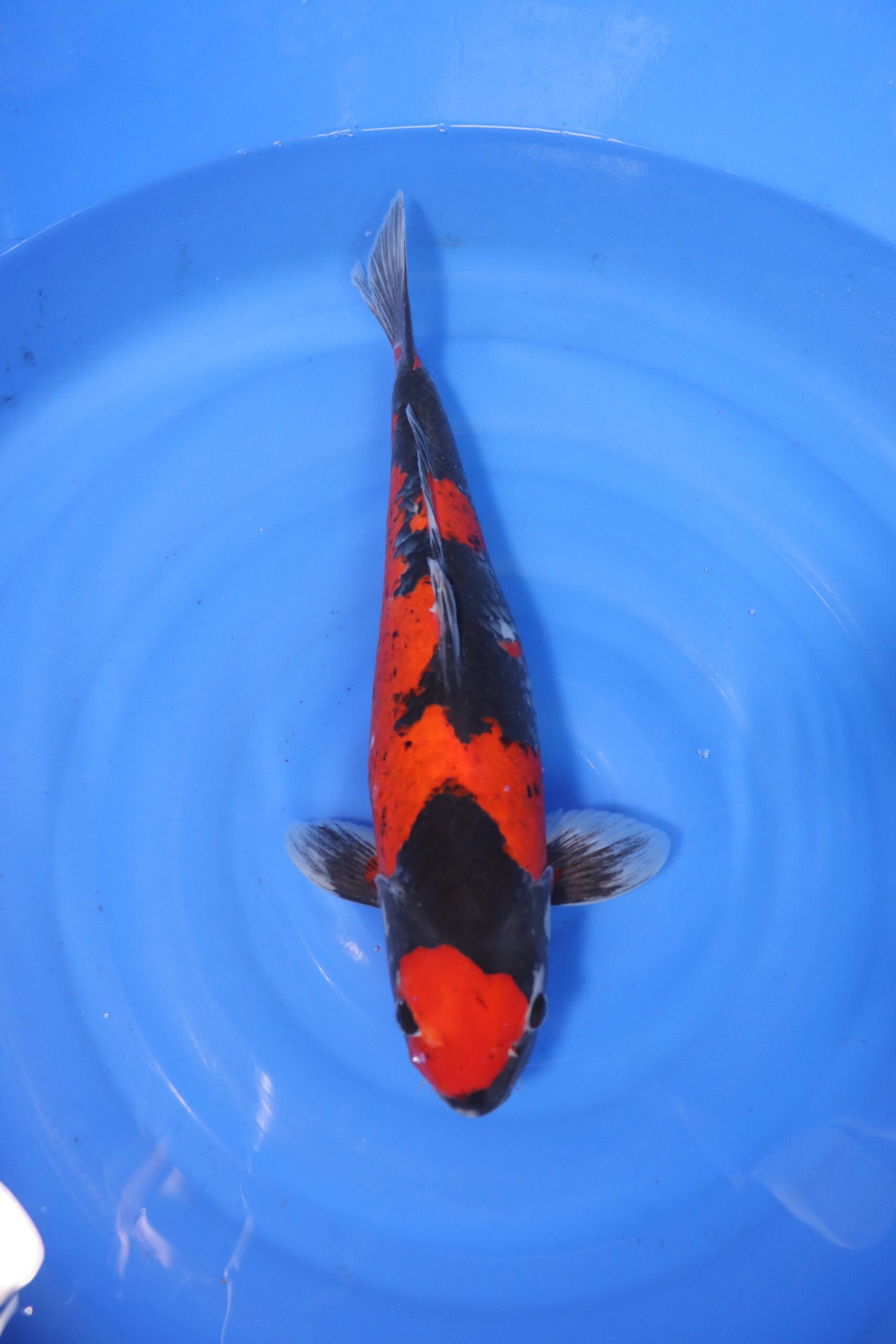 Carpe koi japonaise Kuro Goshiki (4246)