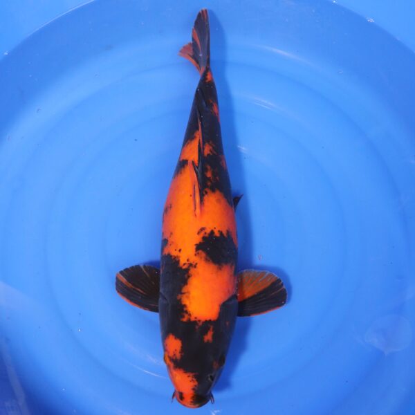 Carpe koi Hi Utsuri – Hi Utsuri 55cm (4251)