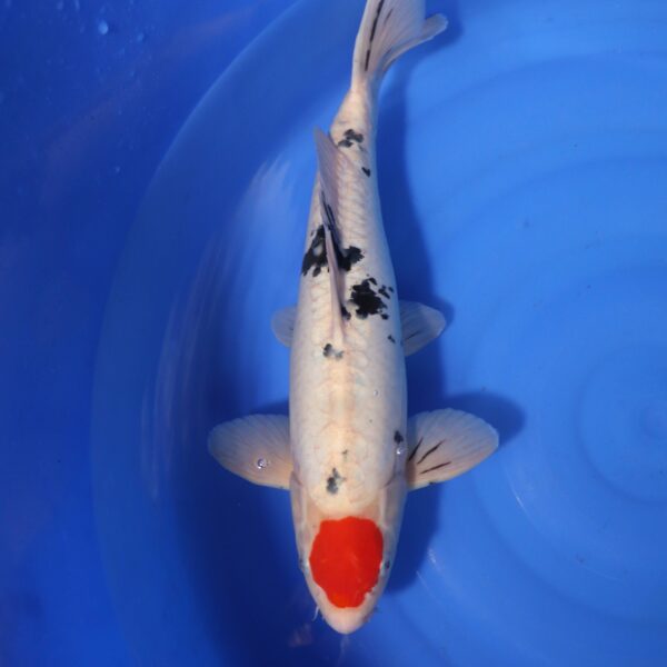 Carpe koi Sanke – Tancho Sanke Doitsu 45cm (4259)