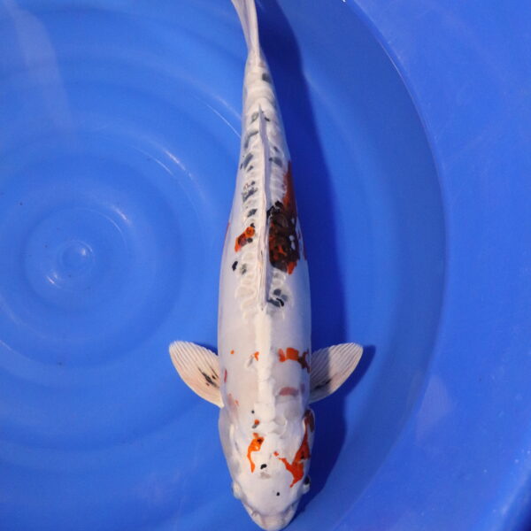 Carpe koi Yamato Nishiki – Yamato Nishiki 59cm (4266)