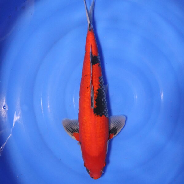 Carpe koi Goshiki – Goshiki 57cm (4267)