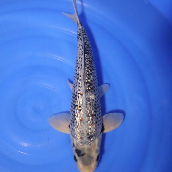 Carpe koi Matsukawabake – Matsukawabake Ginrin 48cm (4273)