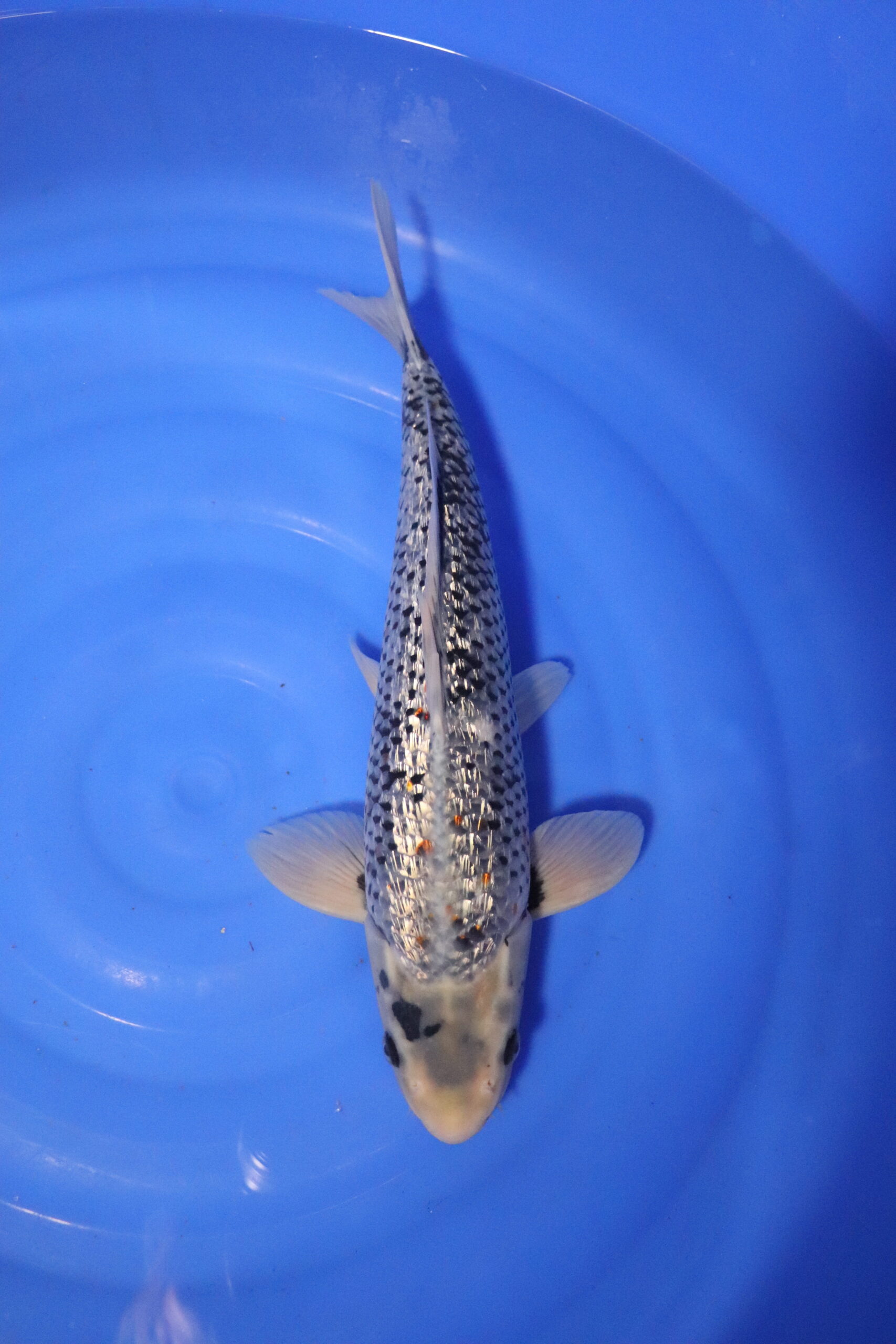Carpe koi japonaise matsukawabake ginrin (4273)