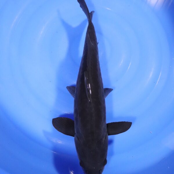 Carpe koi Karasugoi – Karasugoi Aragoke 47cm (4275)