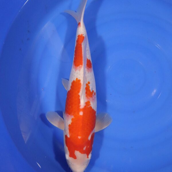 Carpe koi Kohaku – Kohaku 54cm (4281)