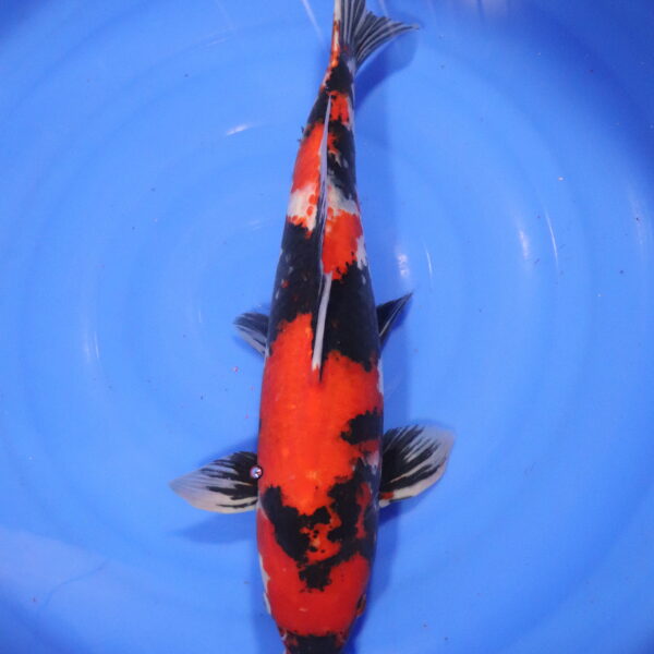 Carpe koi Showa – Showa 59cm (4283)