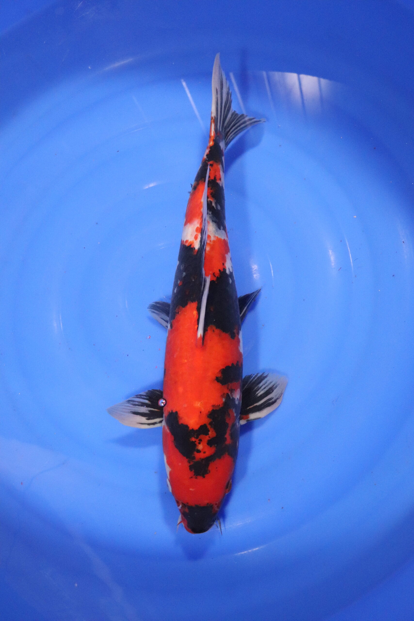Carpe koi japonaise showa (4283)