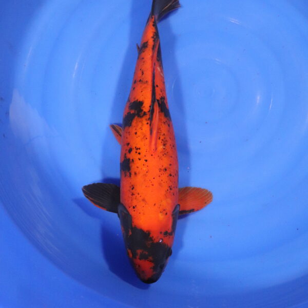 Carpe koi Hi Utsuri – hi utsuri 48cm (4287)