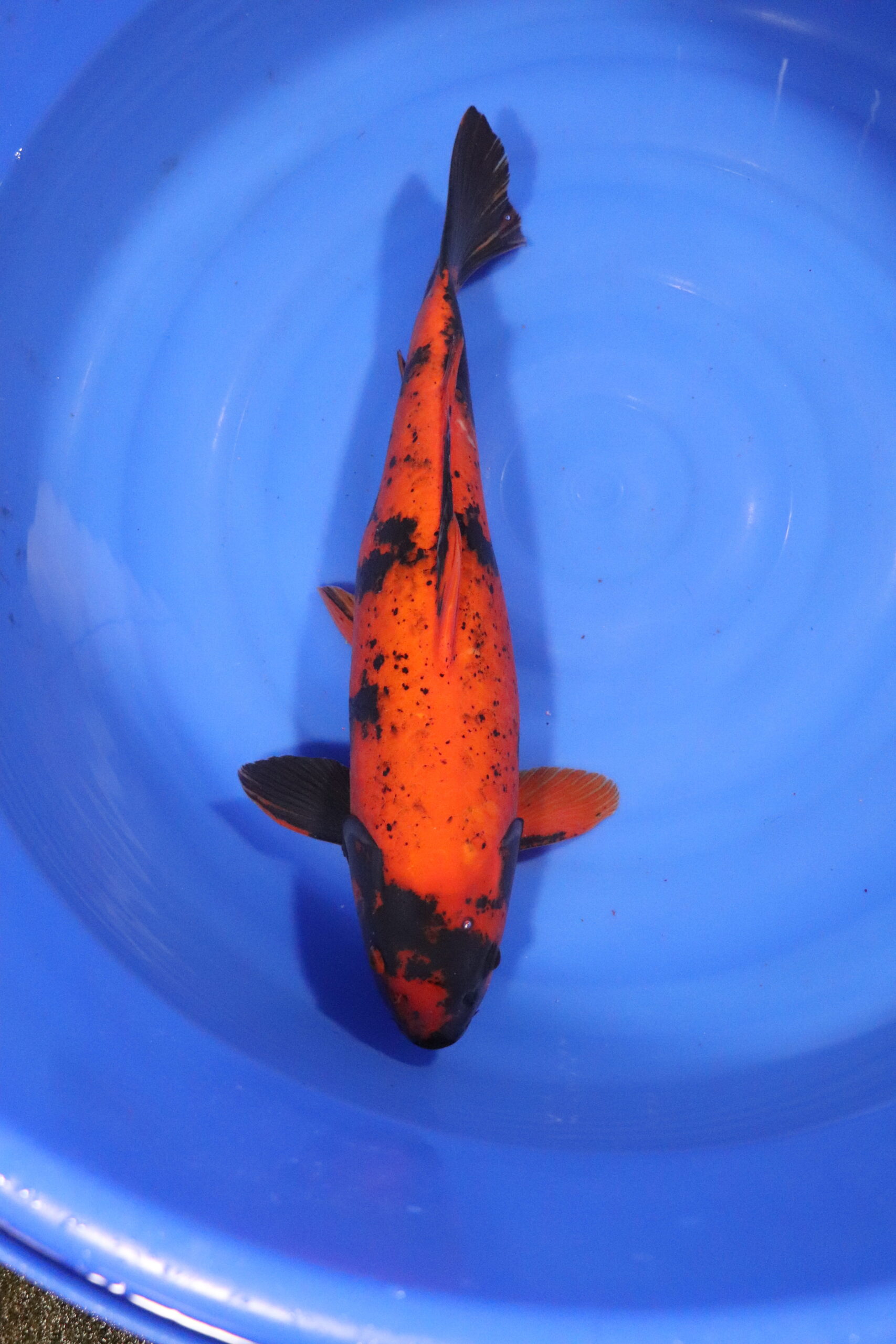 carpe koi japonaise hi utsuri (4287)