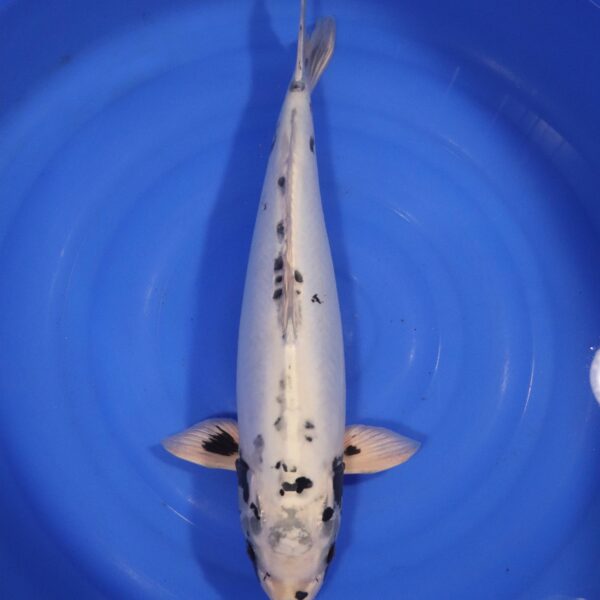 Carpe koi Kikokuryu – Kikokuryu 56cm (4289)