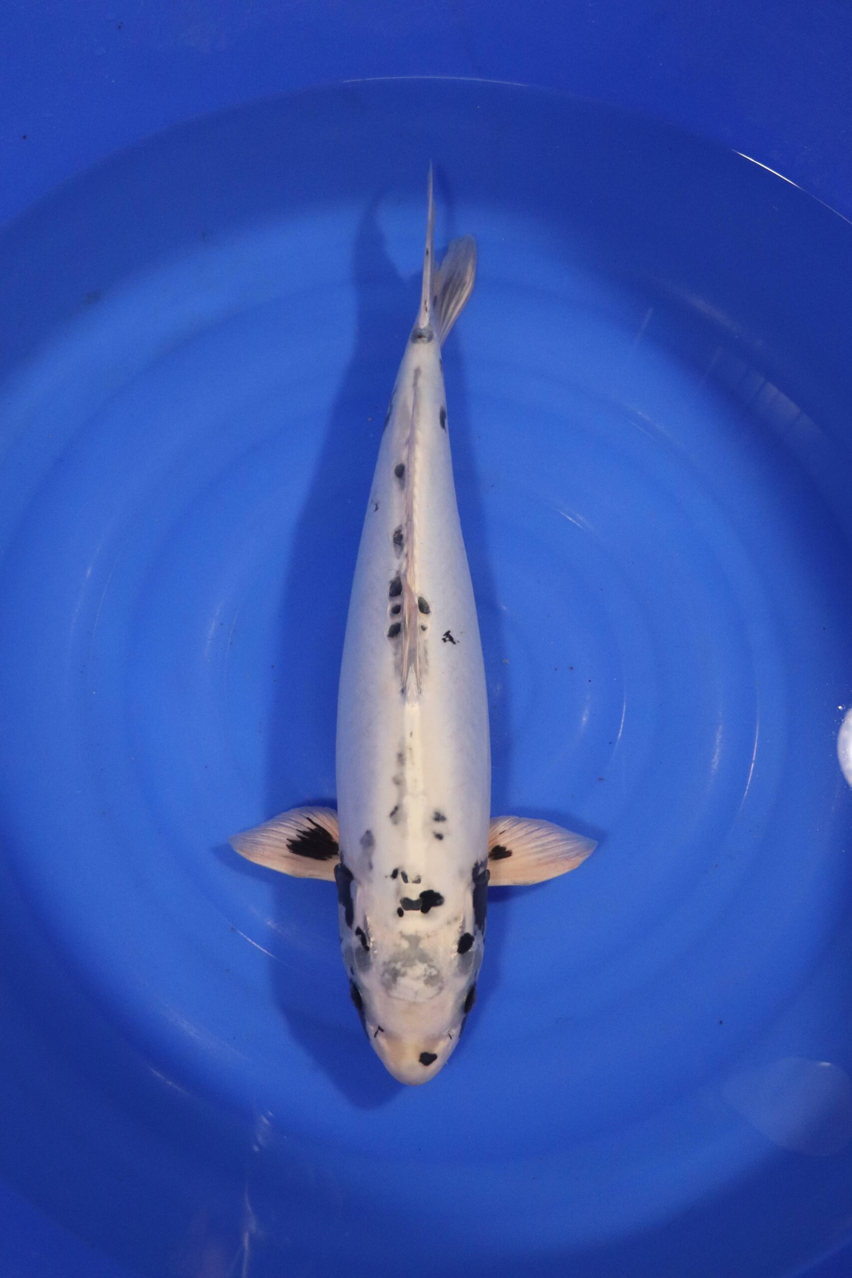 Carpe koi japonaise kikokuryu (4289)