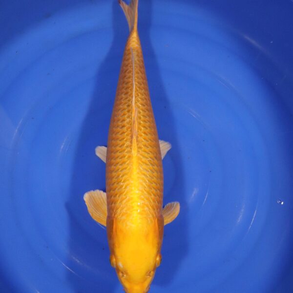 Carpe koi Yamabuki Ogon – Yamabuki Ogon 54cm (4293)