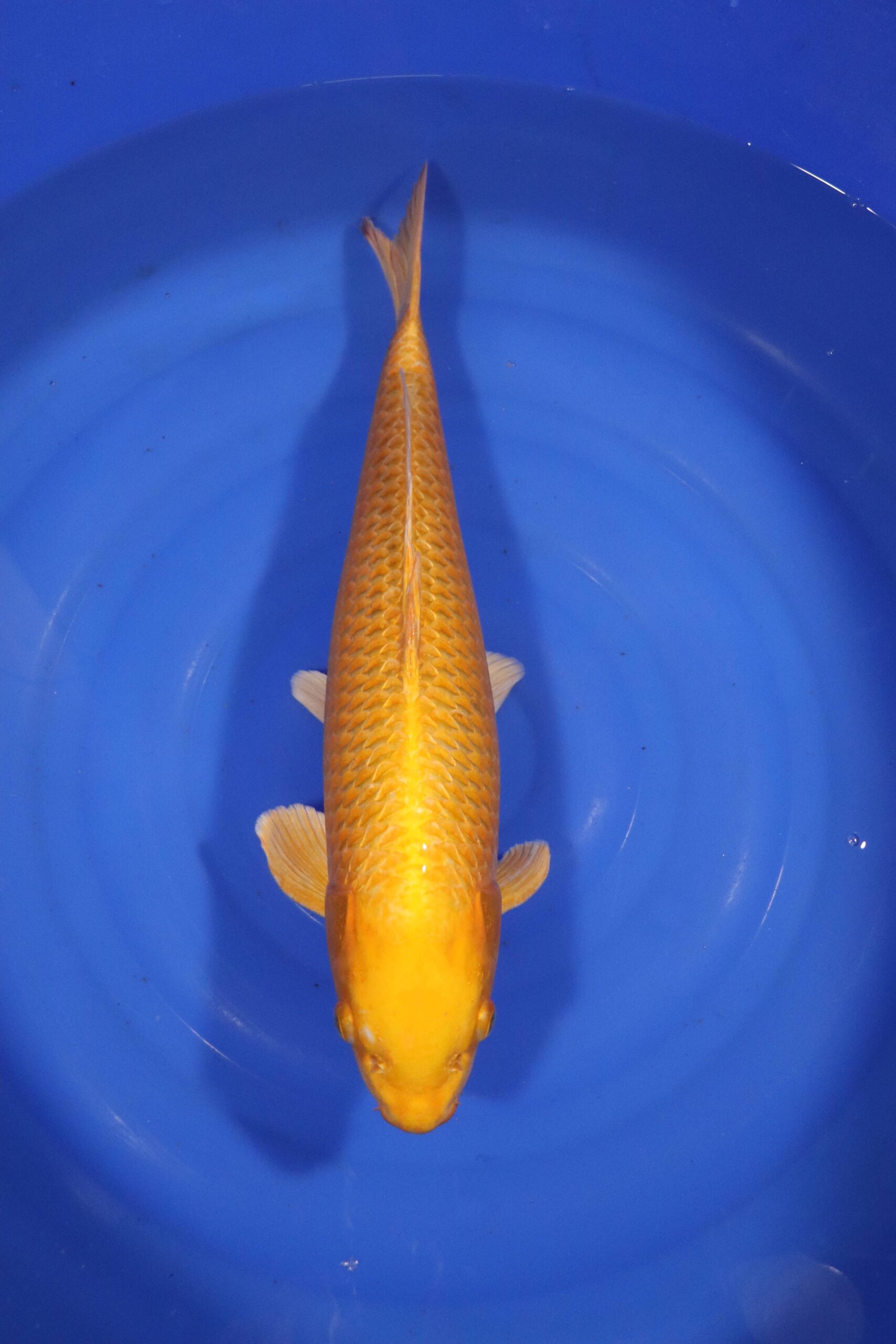 carpe koi japonaise yamabuki ogon (4293)
