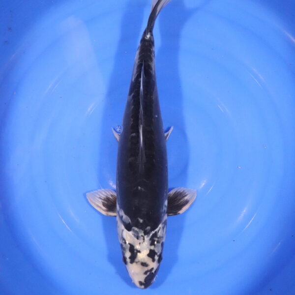 Carpe koi Kumonryu – Kumonryu 54cm (4300)