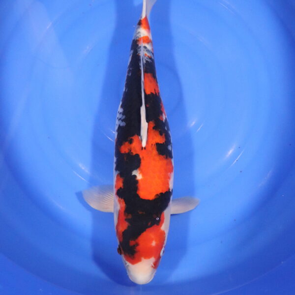 Carpe koi Showa – Showa 55cm (4306)