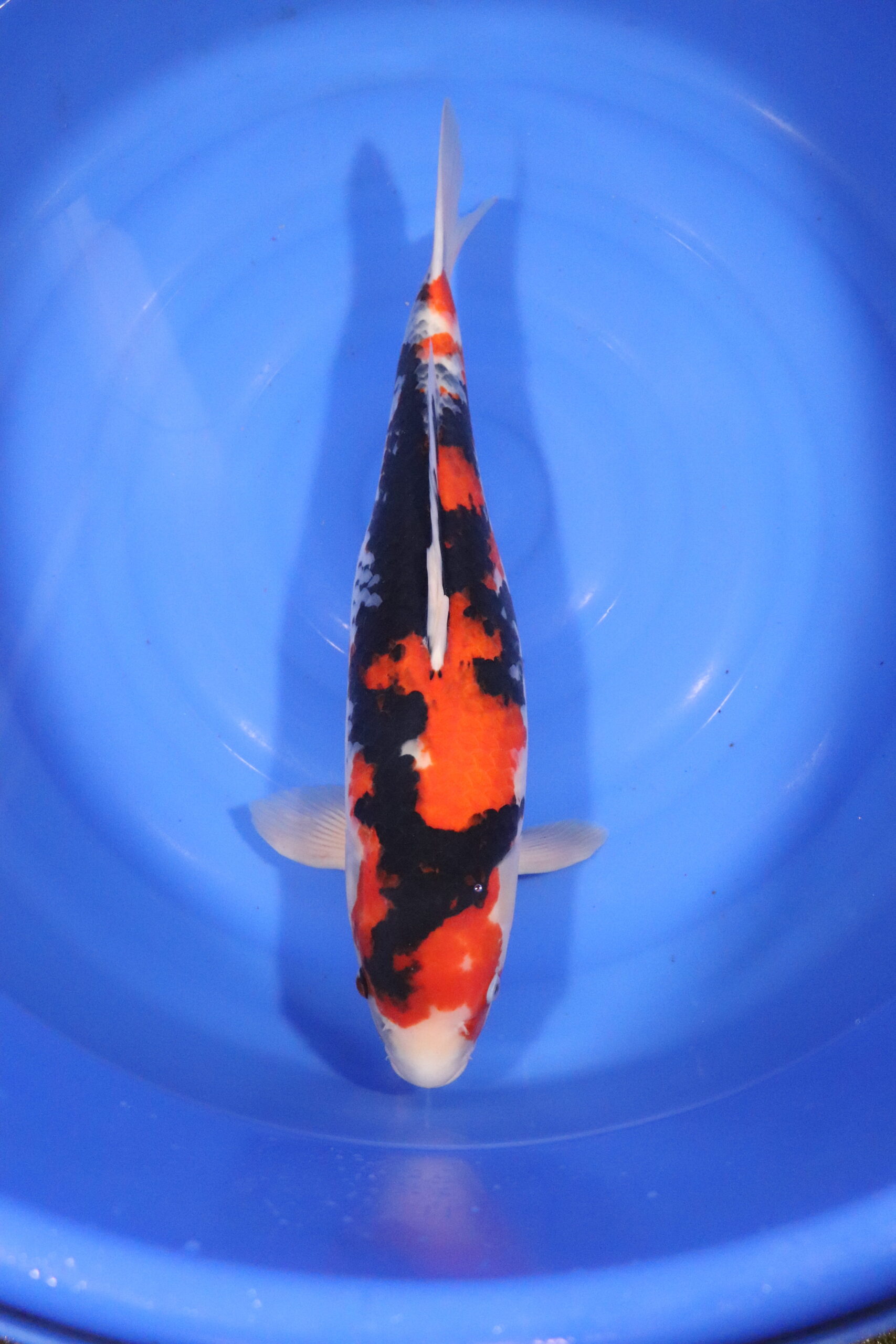 carpe koi japonaise showa (4306)