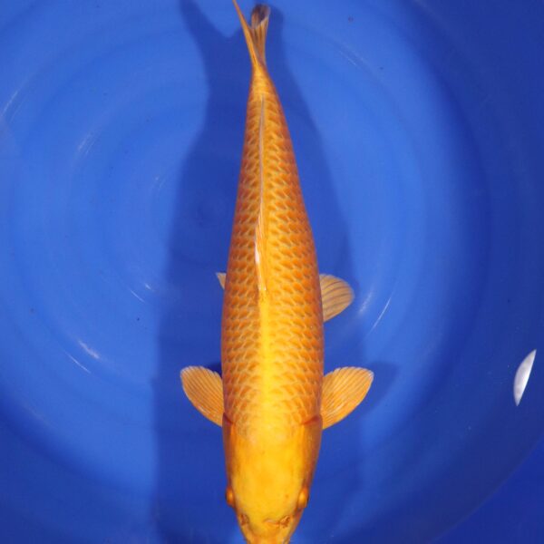Carpe koi Yamabuki Ogon – Yamabuki Ogon 54cm