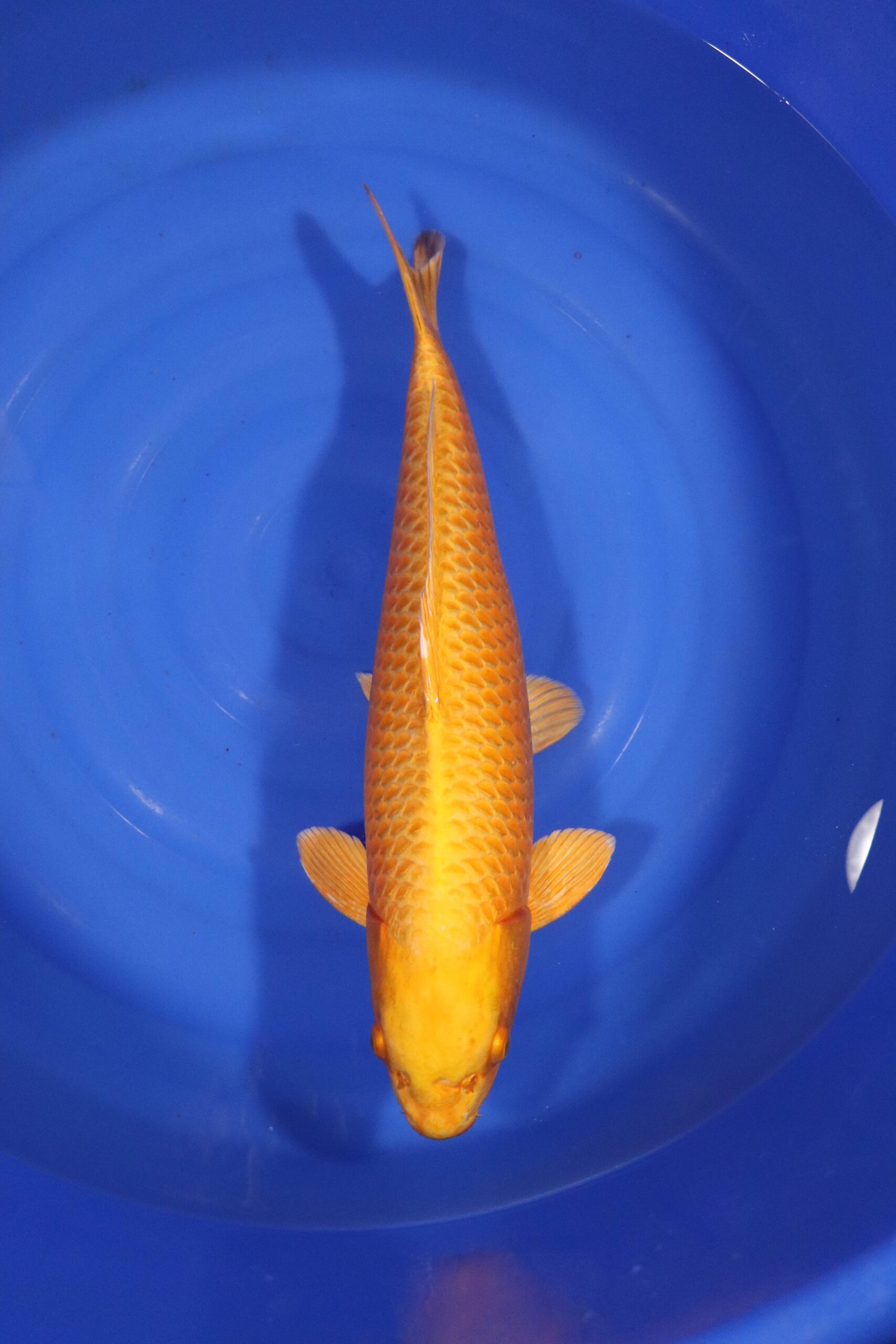 Carpe koi japonaise yamabuki ogon (4308)
