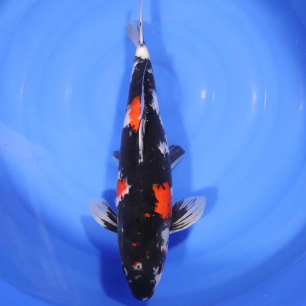 Carpe koi Showa – Showa 50cm (4315)
