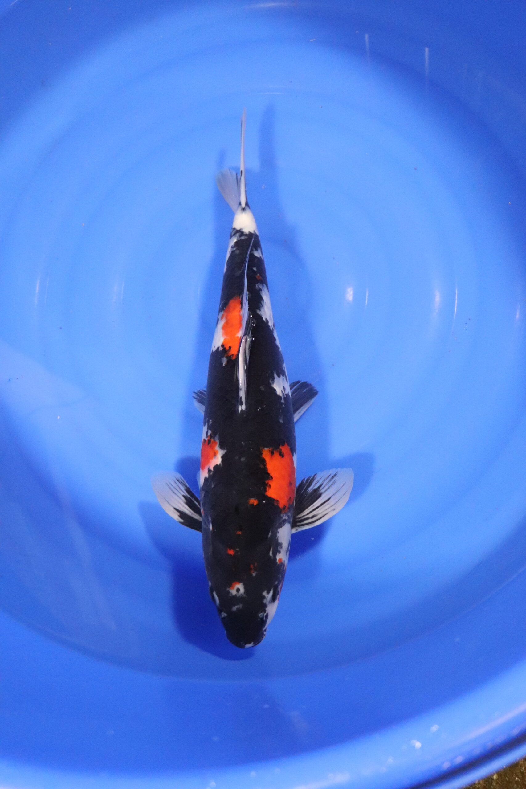 Carpe koi japonaise showa (4315)