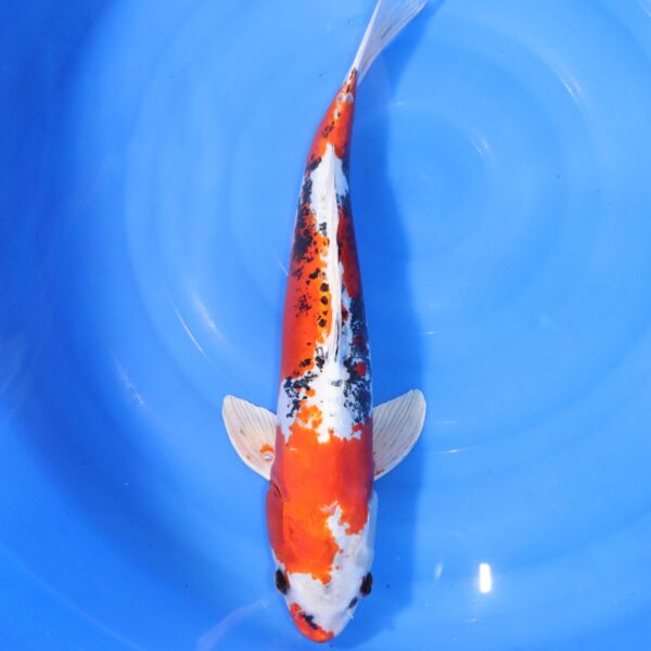 Carpe koi Yamato Nishiki – Yamato Nishiki 49cm (4323)