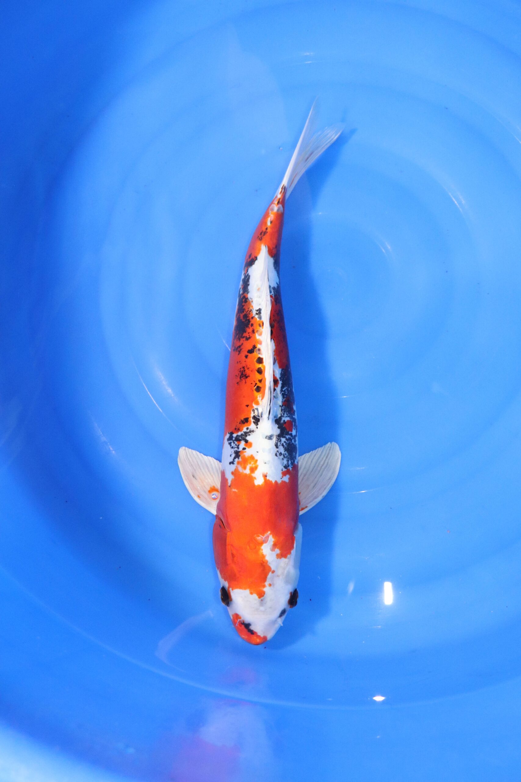 carpe koi japonaise yamato nishiki (4323)