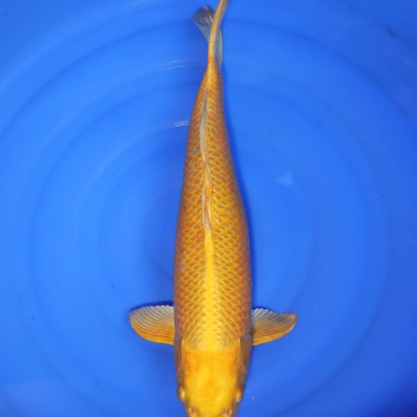 Carpe koi Yamabuki Ogon – Yamabuki ogon 52cm (4324)
