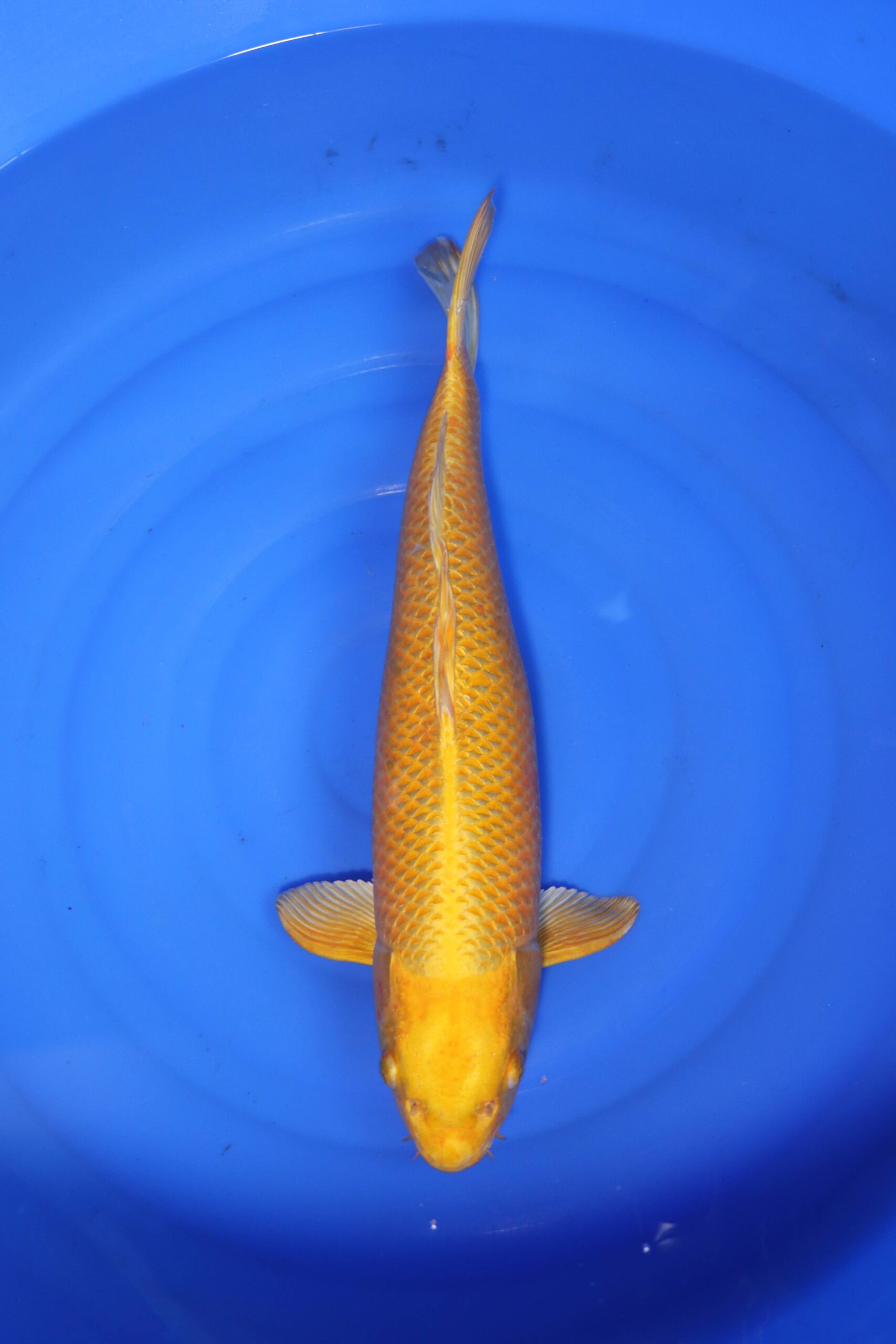 Carpe koi japonaise yamabuki ogon (4324)