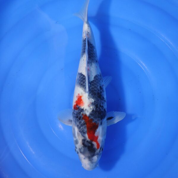 Carpe koi Showa – Boke Showa 39cm (4326)