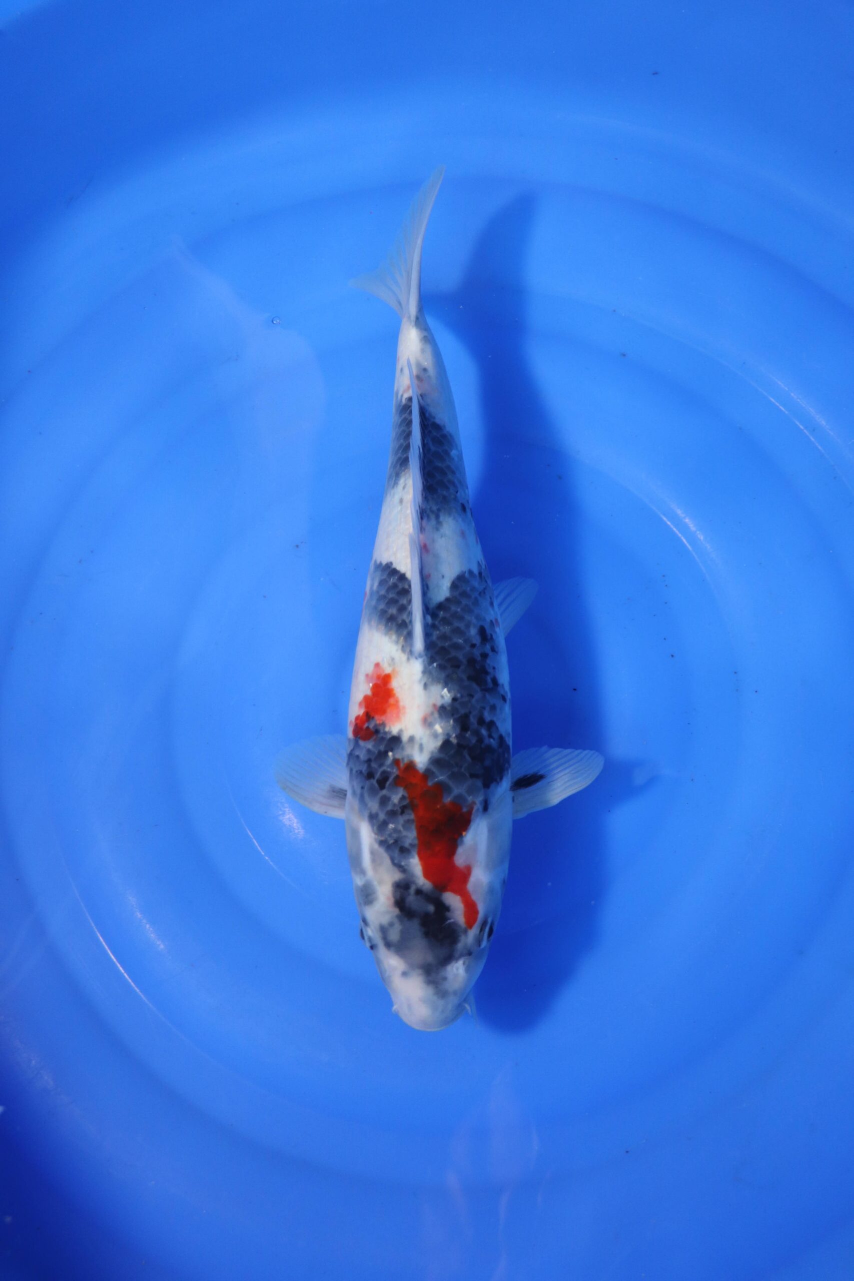 carpe koi japonaise Boke showa (4326)
