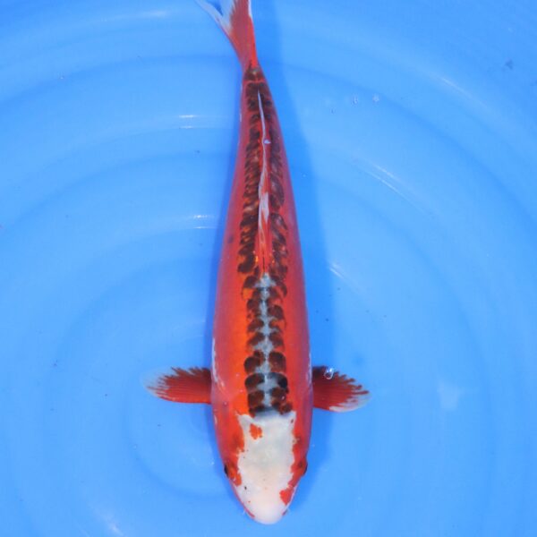 Carpe koi Shusui – Hi Shusui 41cm (4329)