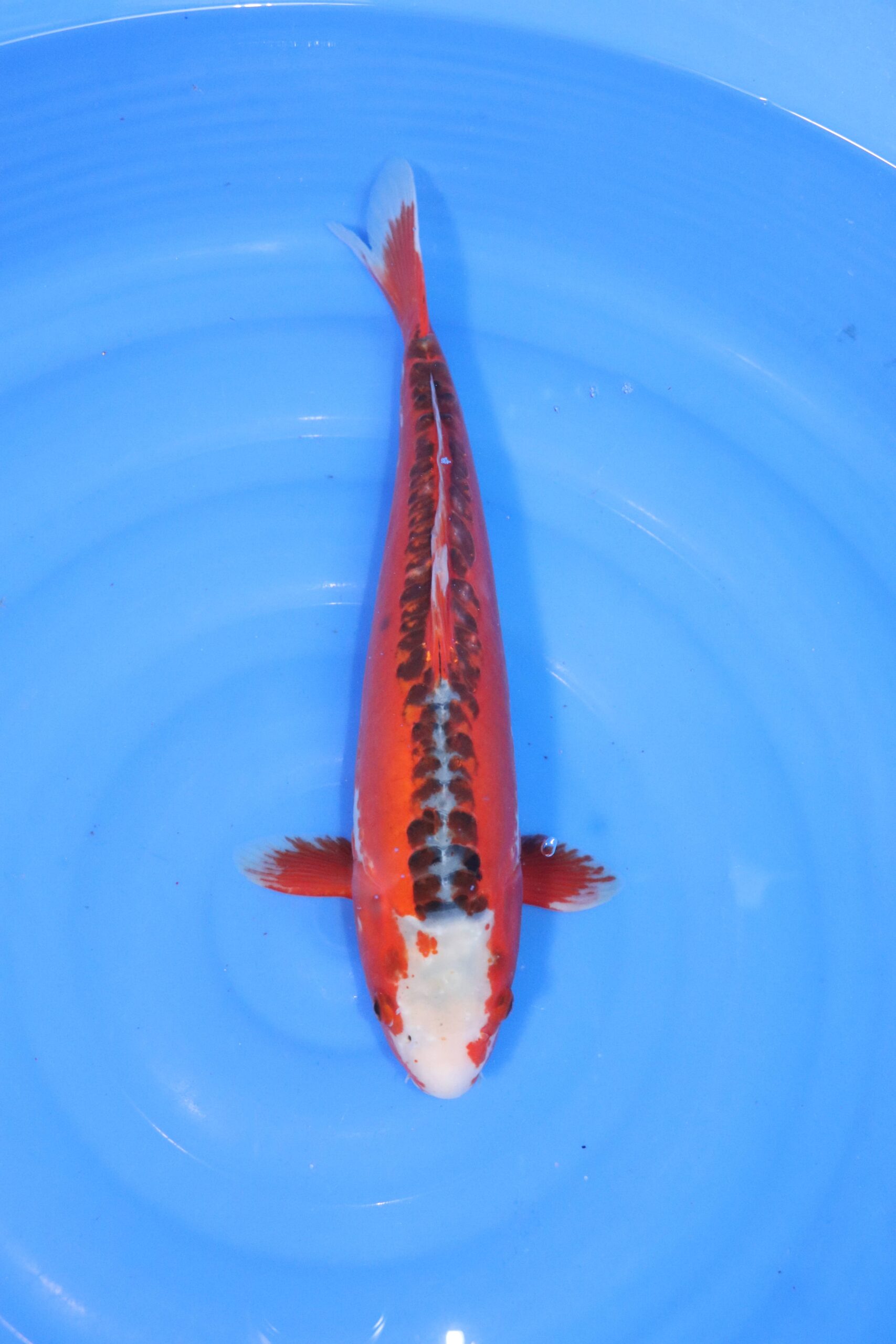 Carpe koi japonaise hi shusui (4329)
