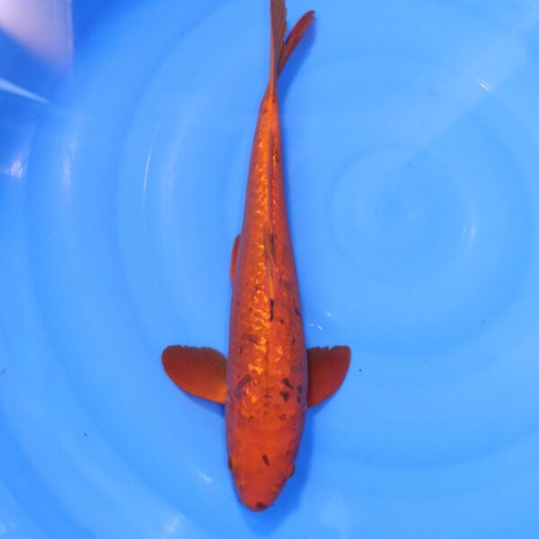 Carpe koi Chagoi – Chagoi Ginrin 41cm (4336)