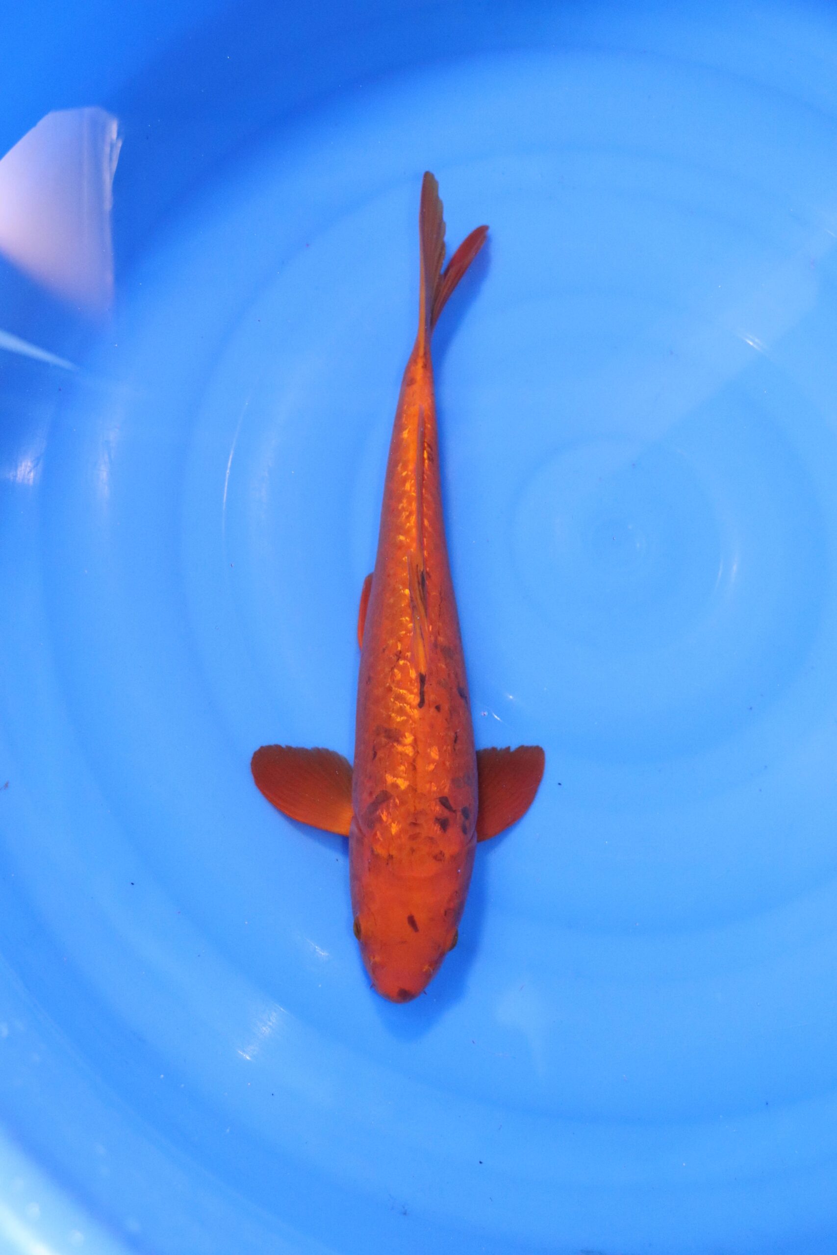 Carpe koi japonaise Chagoi Ginrin (4336)