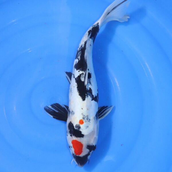 Carpe koi Showa – Showa Doitsu 41cm (4339)